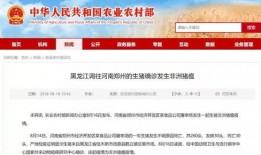 传音爆料新闻最新消息,揭秘手机行业新动态与未来趋势