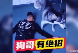 狗哥最新爆料,娱乐圈最新爆料大揭秘！