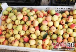 石家庄水果最新爆料微信,微信爆料带你尝鲜！